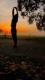 Silhouette 